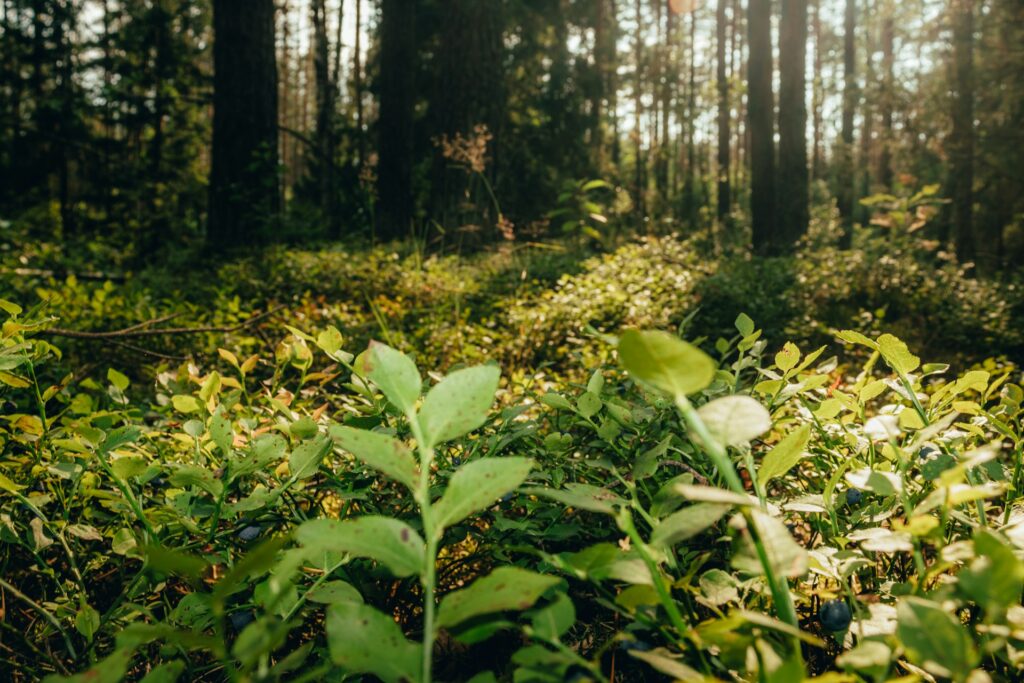 Audyty środowiskowe zdjęcie podglądowe roślin